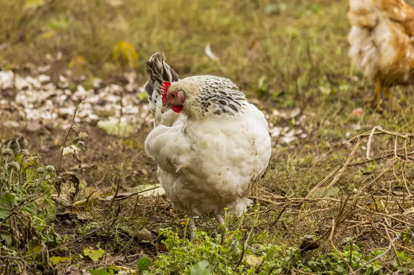 raising chickens as pets