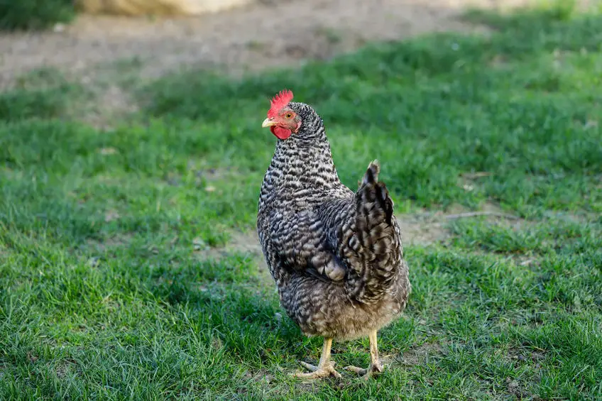 House chicken pet