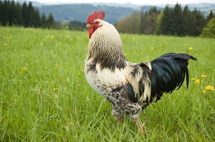 Best Chicken Breeds As Pets - Free Chicken Coop Plans 