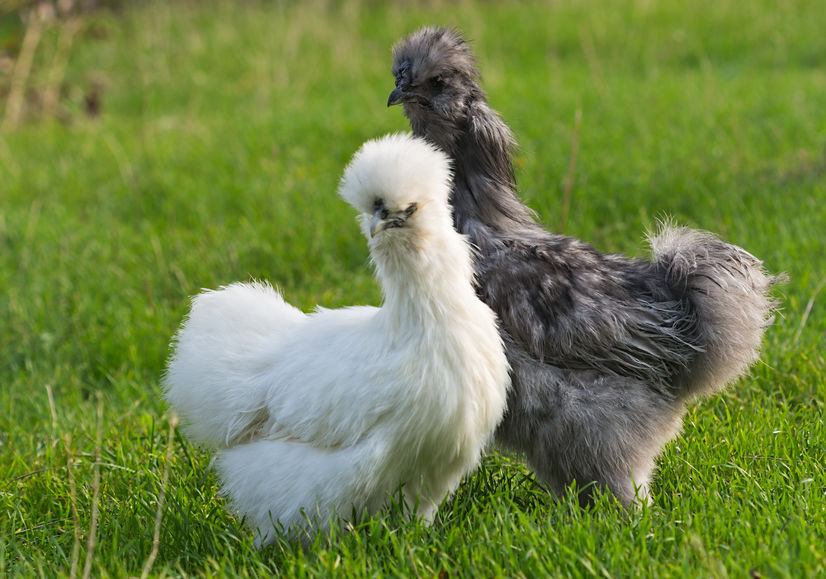 silkie chickens as pets 