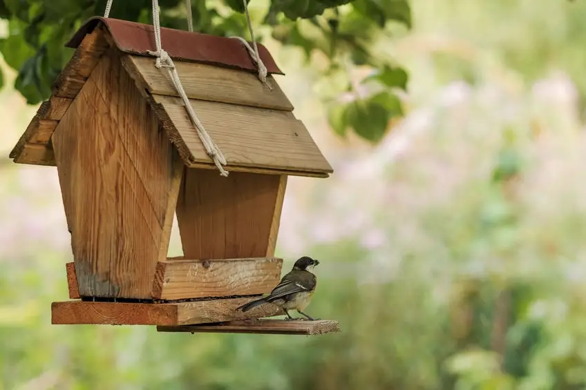 how to get rid of snakes in a chicken coop