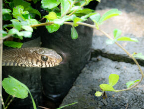 how to keep snakes out of a chicken coop