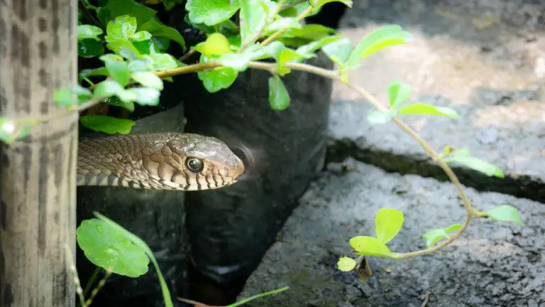 how to keep snakes out of a chicken coop