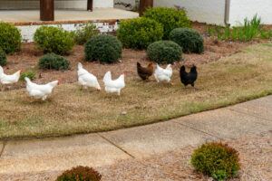 keep chicken out of yard