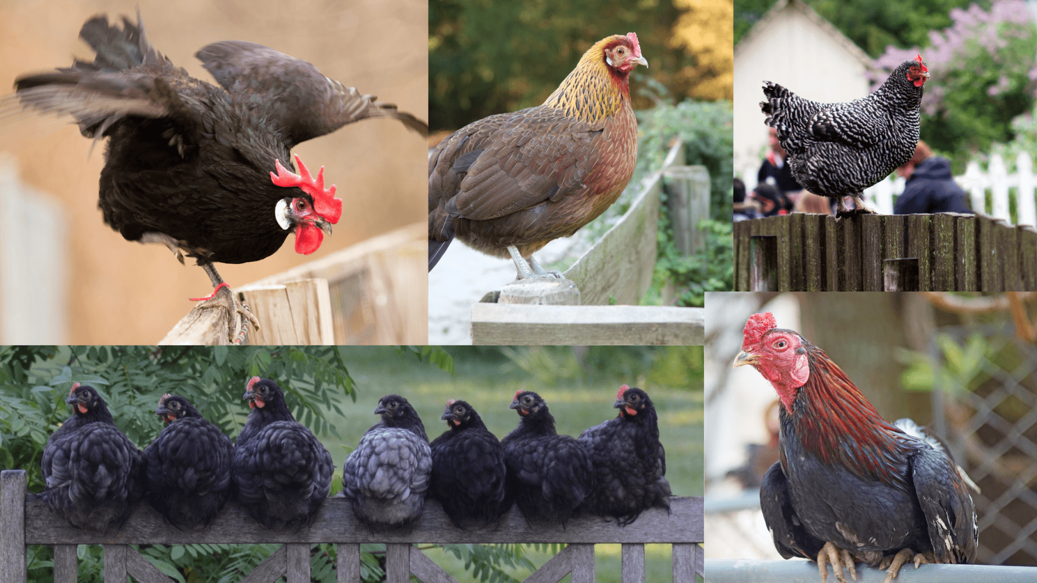 How Do I Keep My Chickens Out Of The Neighbor’s Yard? Free Chicken