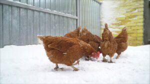 how to winterize chicken coop
