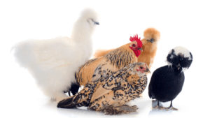 top small chicken breeds