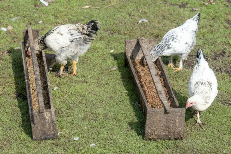 Top 10 Best Chicken Feeders Feed Your Flock In Style!