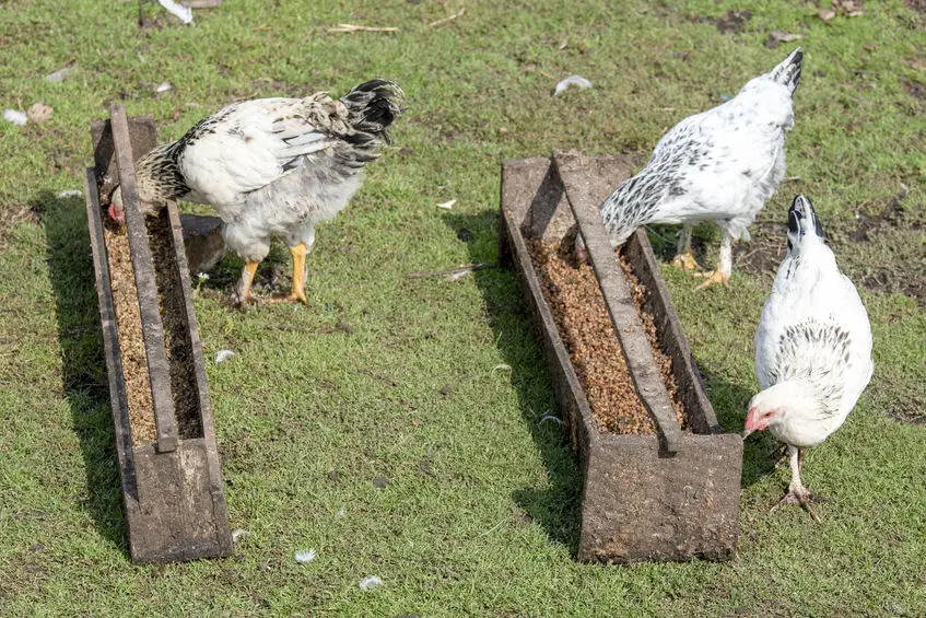 chicken feeder options