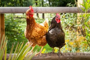 Pros and cons of raising chickens