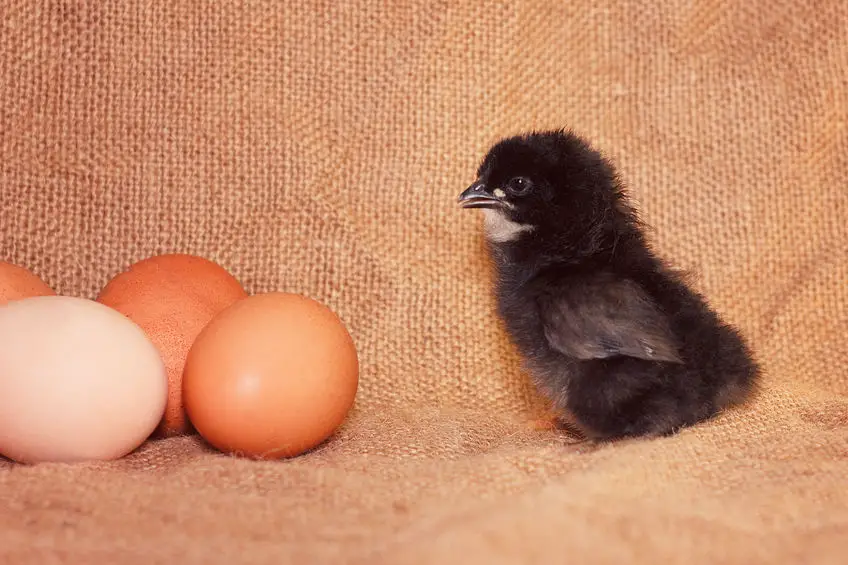 Buying fertilized chicken eggs