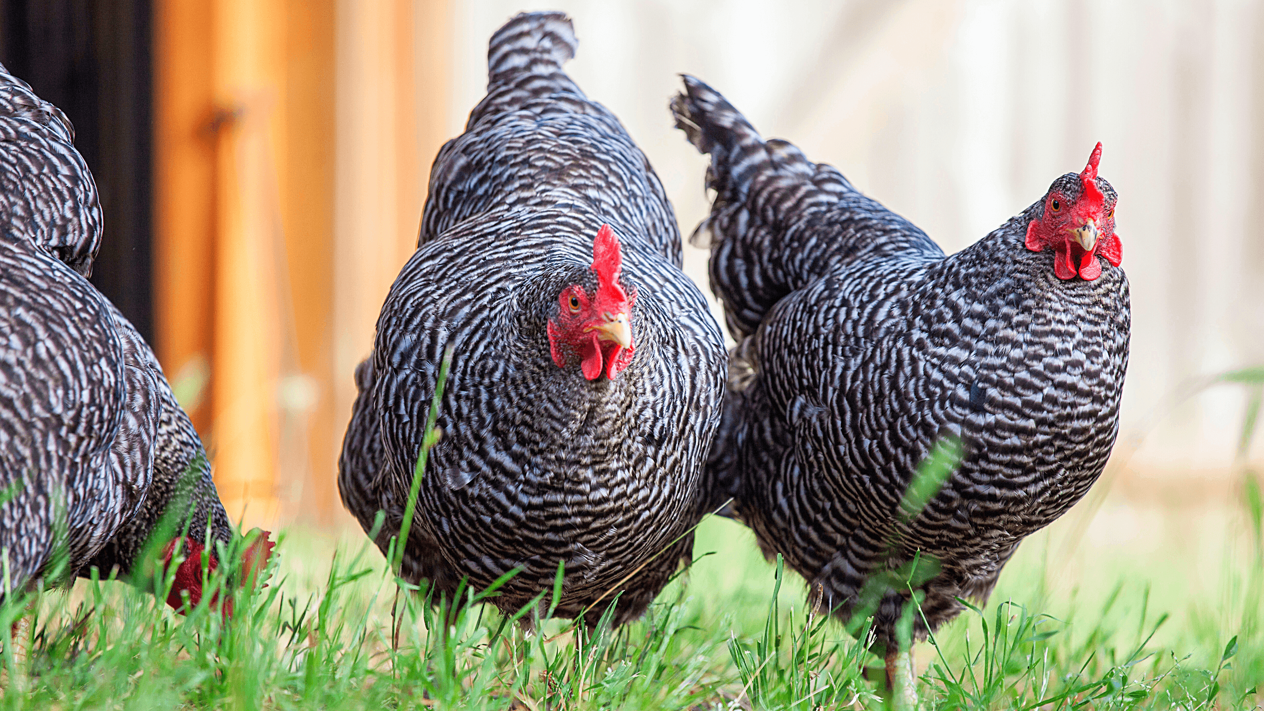 The Barred Rock Chicken breed (also known as Barred Plymouth Rock) is a gre...