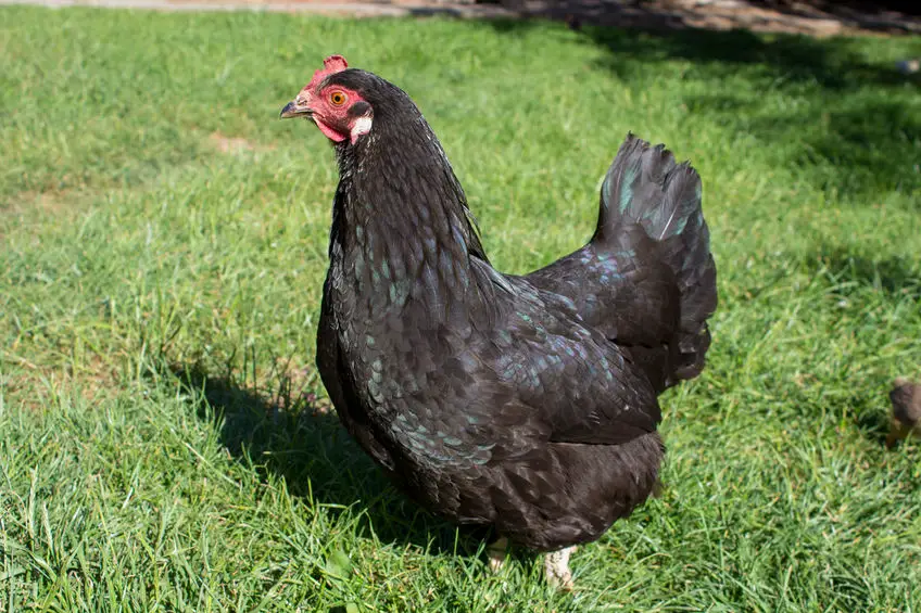 Best Dual Purpose Chicken Breeds Our Top 12 Free Chicken Coop Plans