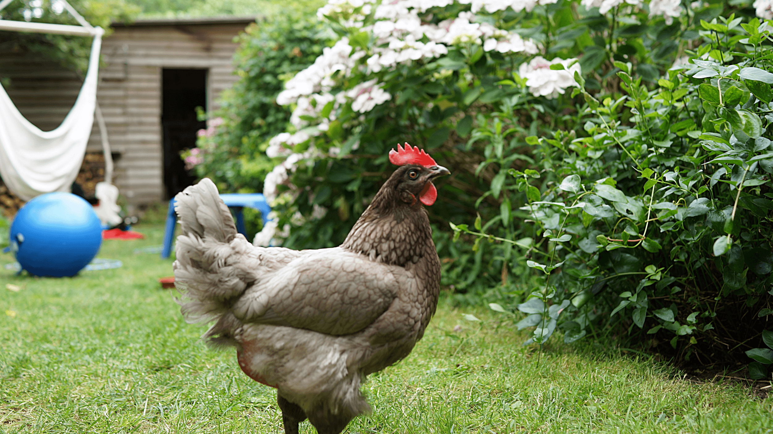pros and cons of free ranging chickens