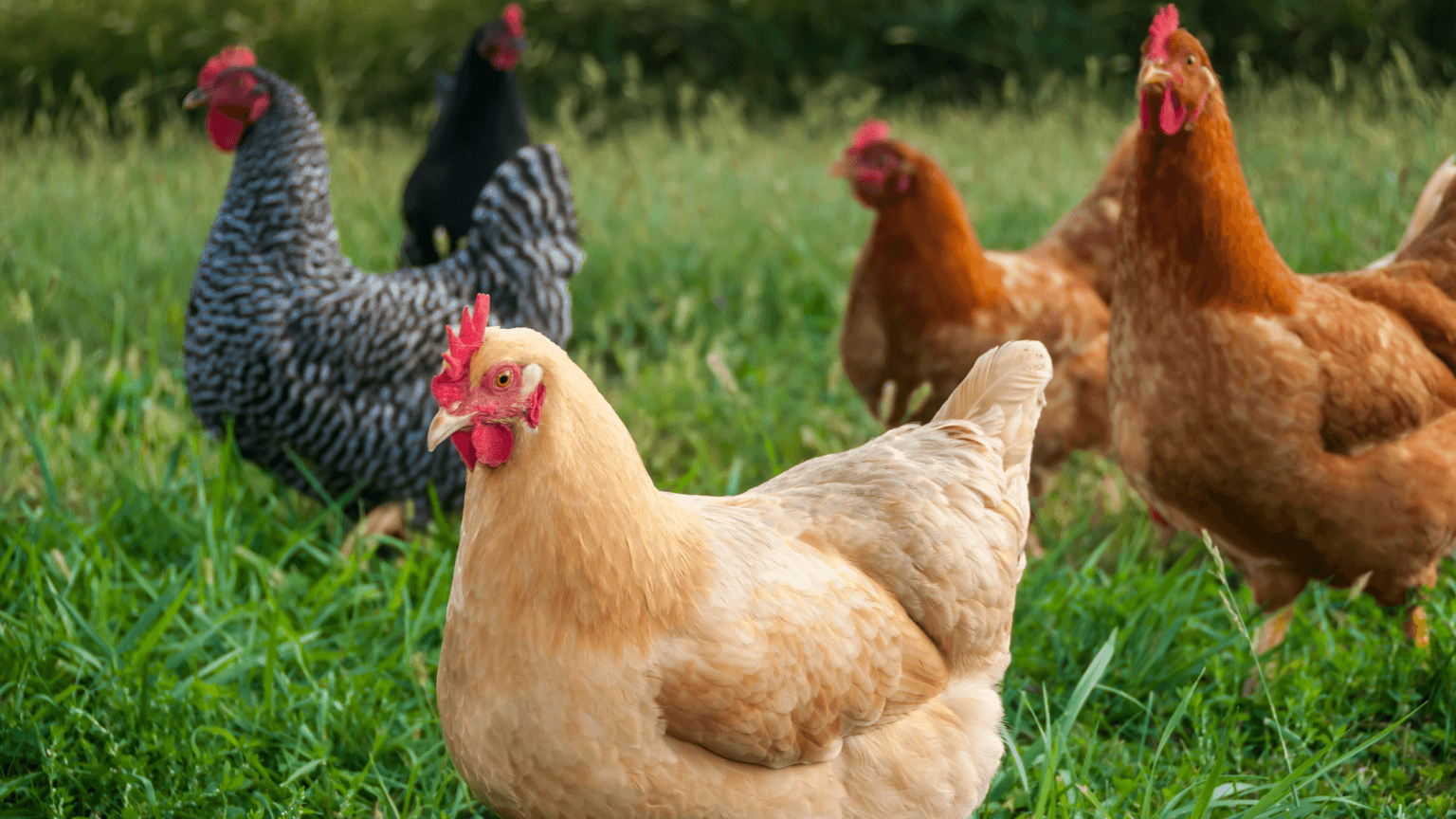 Should I Free Range My Chickens – Pros, Cons And Everything In Between