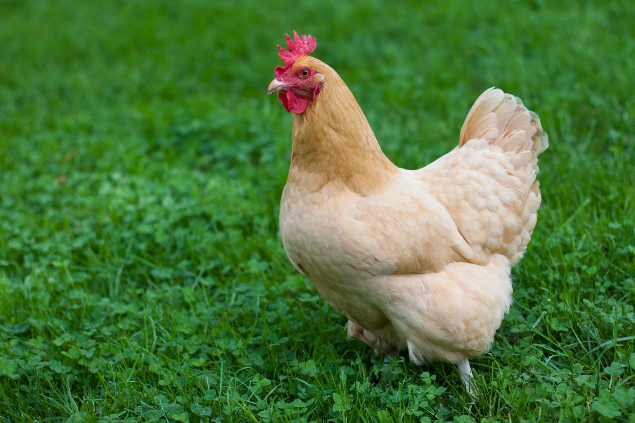 Buff Orpington Chicken Breed: A Comprehensive Profile