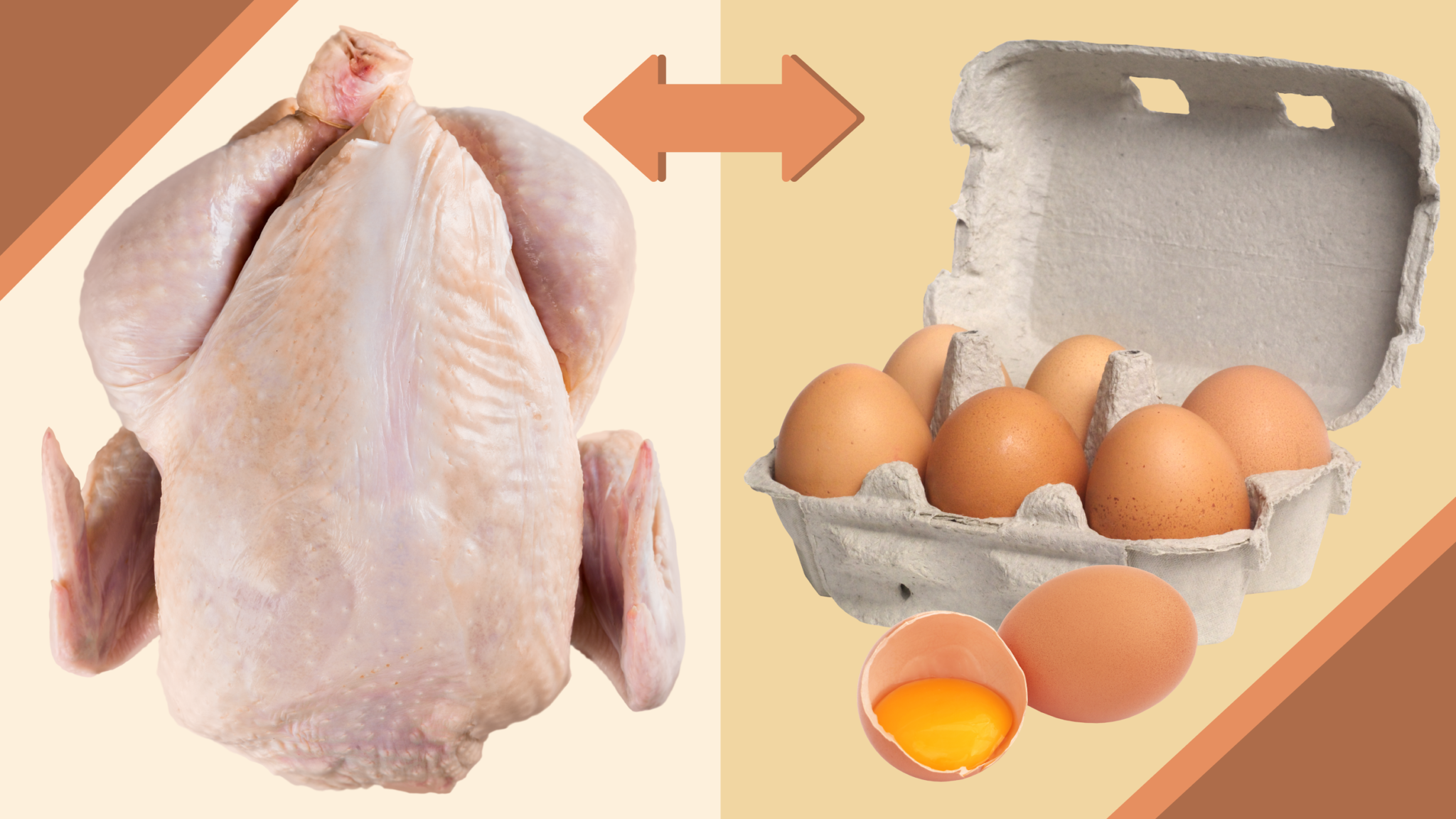 Best Dual Purpose Chicken Breeds Our Top 12 Free Chicken Coop Plans