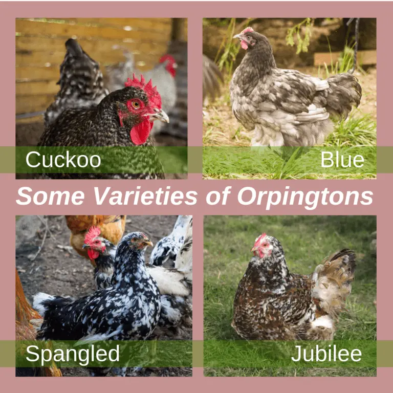 Buff Orpington Chicken Breed: A Comprehensive Profile