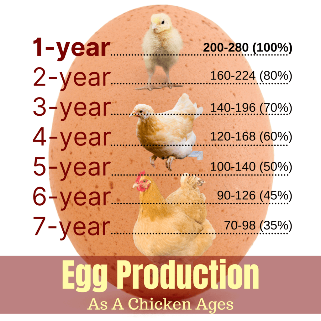 Buff Orpington Chicken Breed A Comprehensive Profile Free Chicken