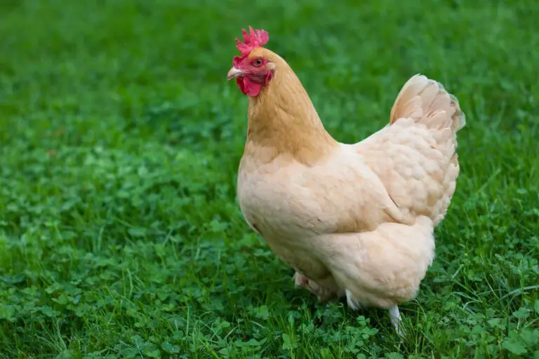 buff orpington chicken breed