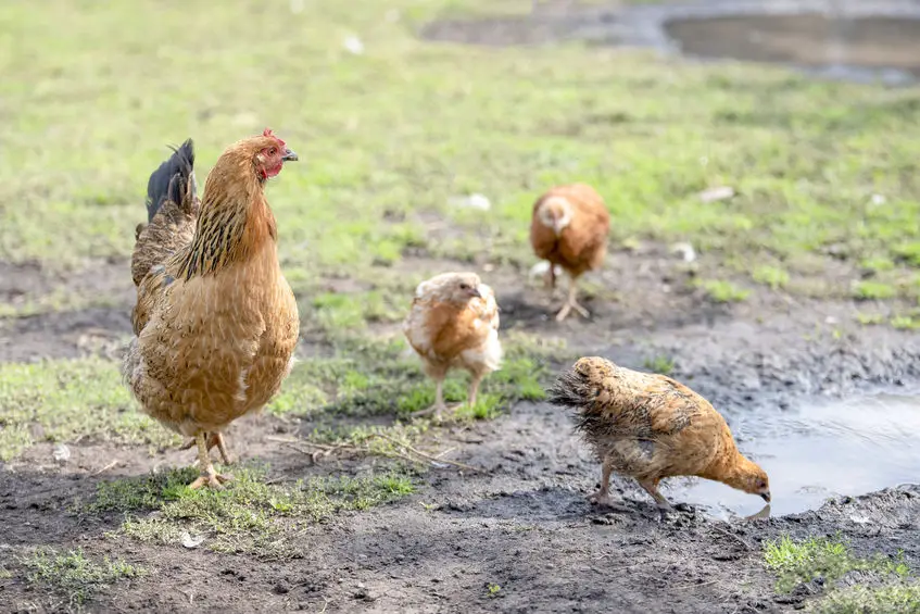 ways to transition chicks from brooder to coop