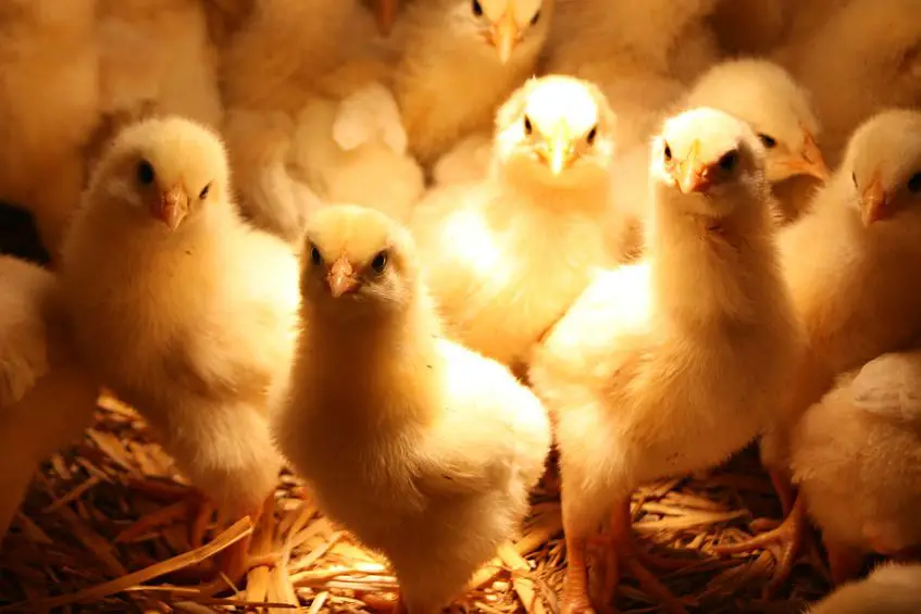 how to successfully transition chicks from coop to brooder