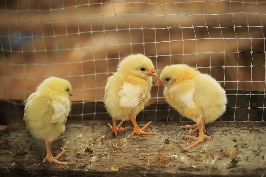 how to transition chicks from brooder to coop