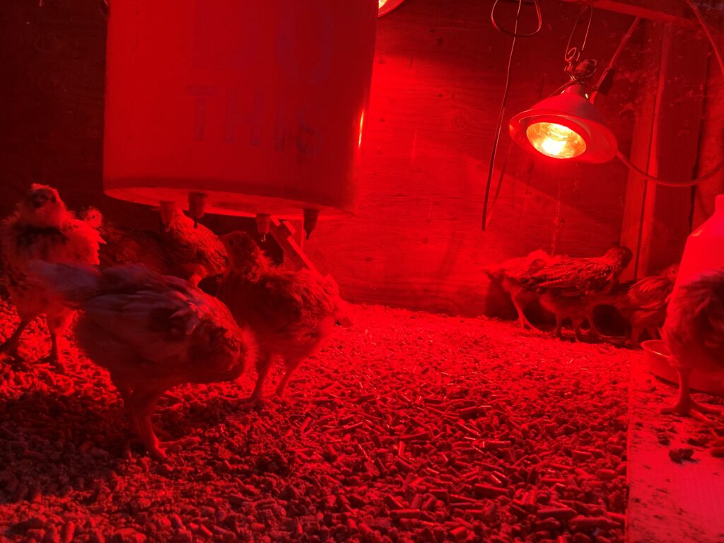 transition chicks from brooder to coop