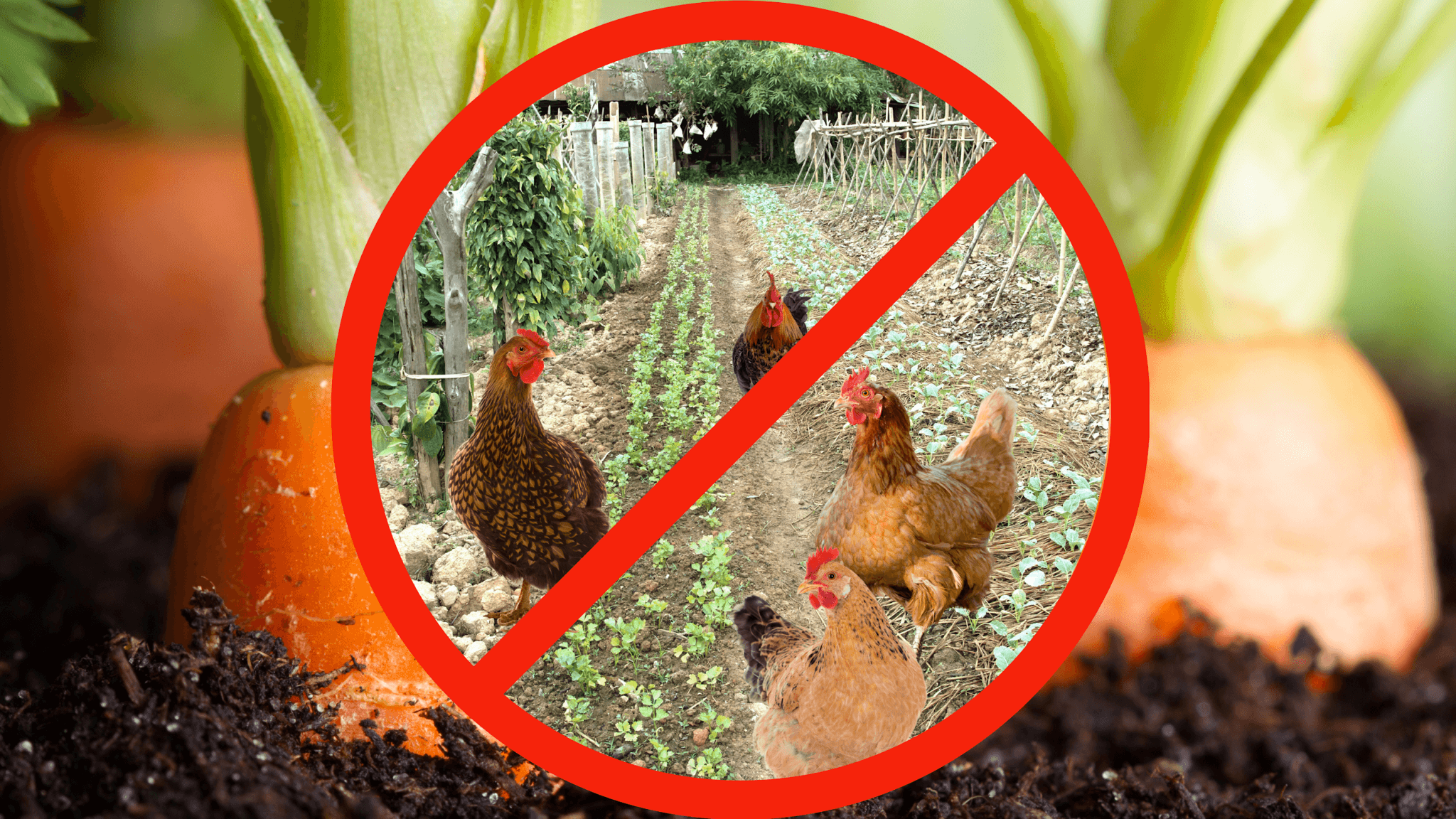 Can You Put A Chicken Coop In The Vegetable Garden?