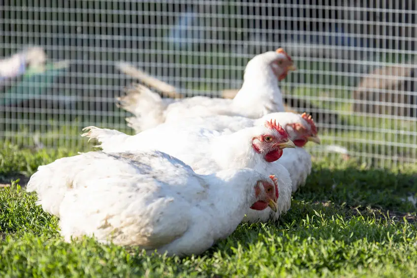 Pros and Cons of Raising Pastured Poultry