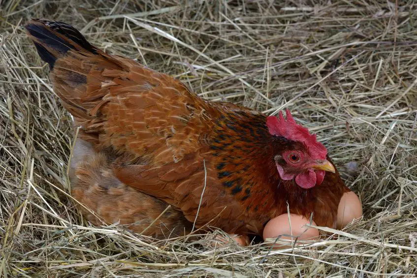 free range eggs vs store bought