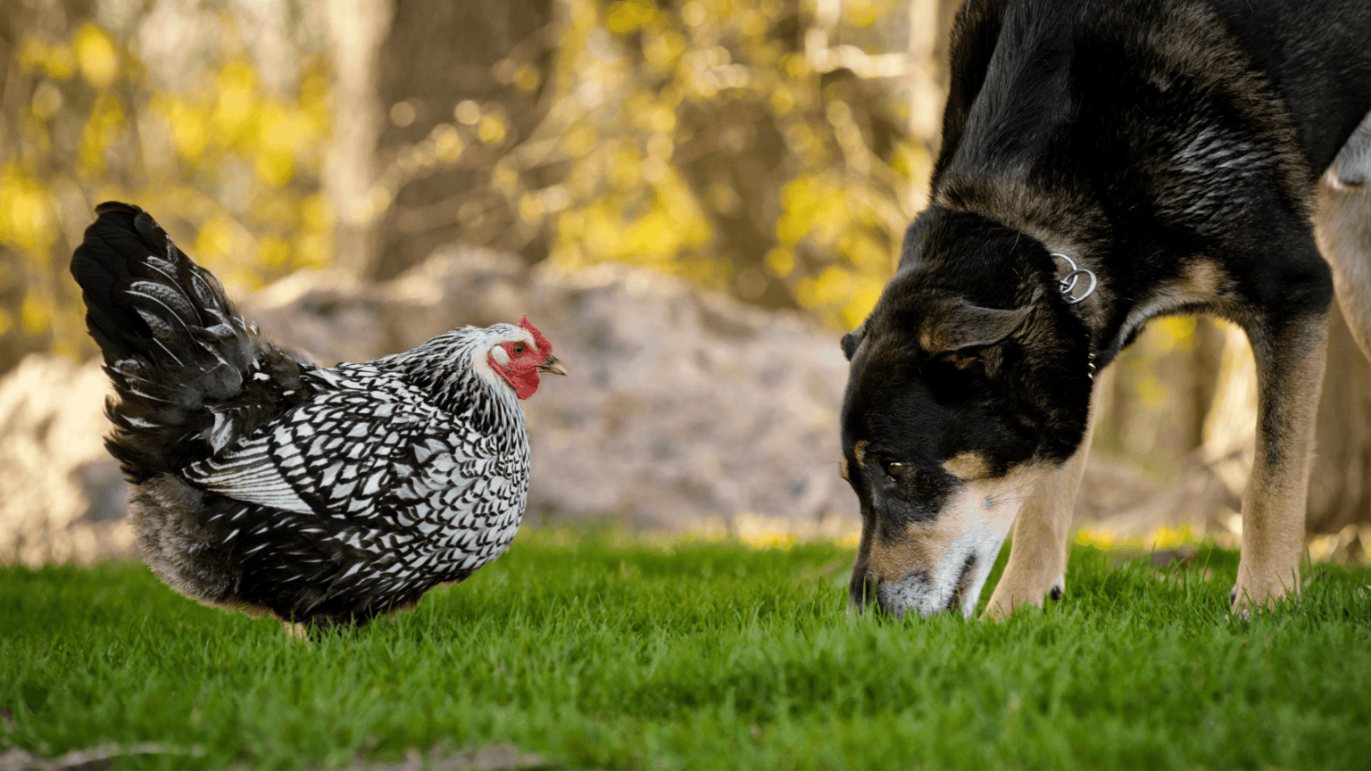 Pets And Farm Animals Chickens Can Get Along With…An InDepth Look