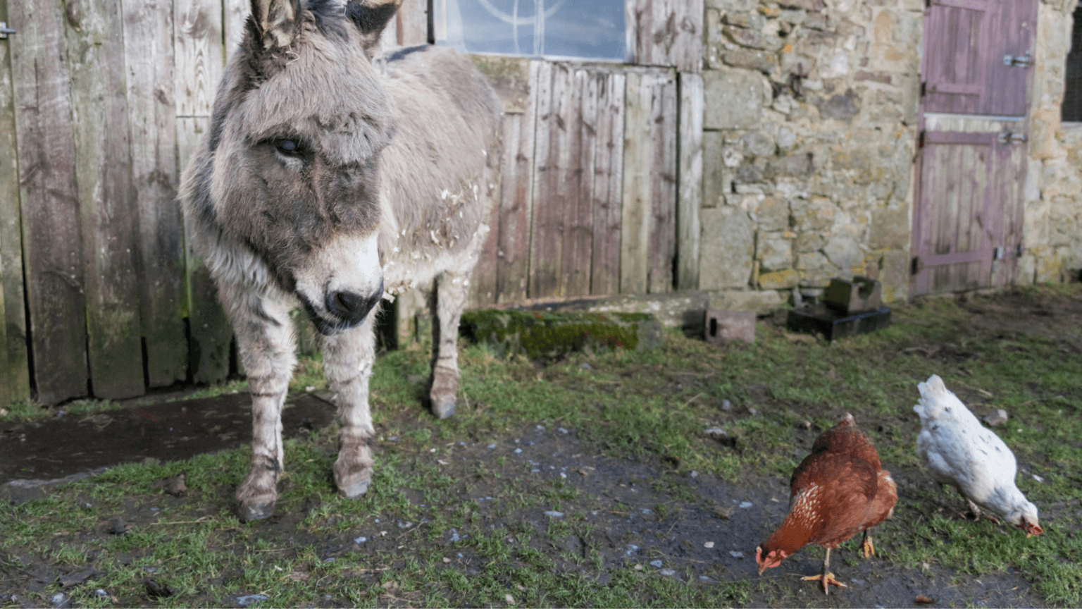Pets And Farm Animals Chickens Can Get Along With…An InDepth Look