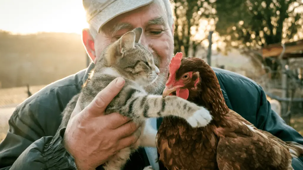 Pets And Farm Animals Chickens Can Get Along With…An InDepth Look