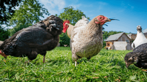 Pros and cons of pastured poultry