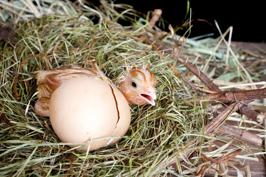 rhode island red egg production