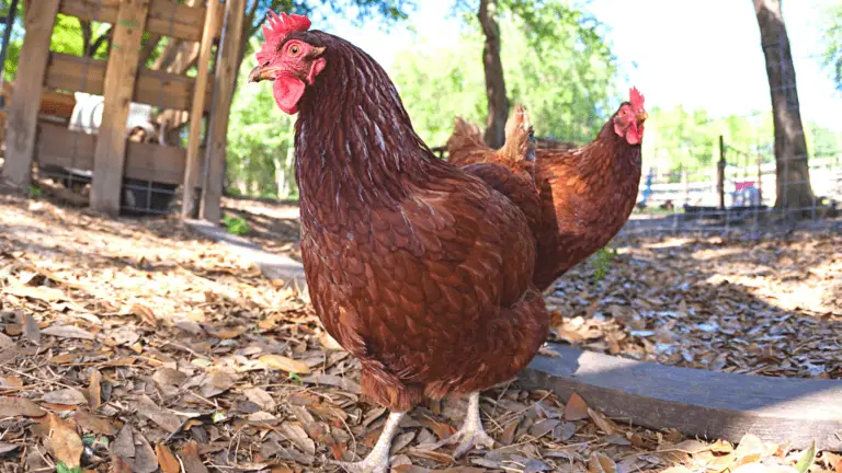 rhode island red chicken