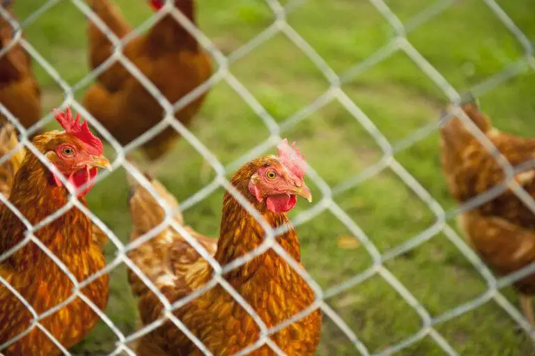 best wire for a chicken coop