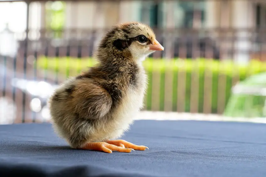 wyandottes chicken chicks