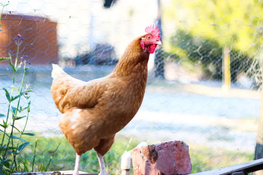 best wire mesh for a chicken run