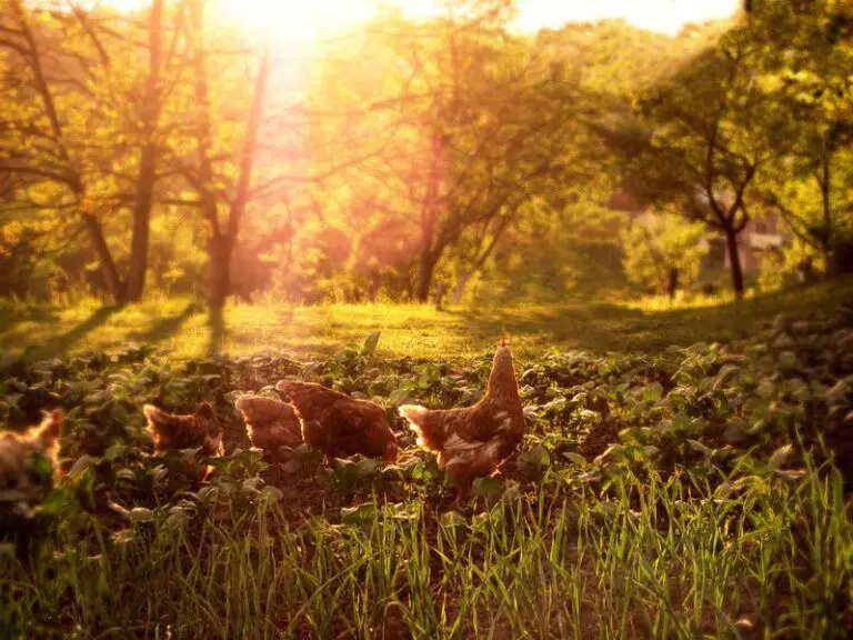 chicken tractor vs stationary chicken coop