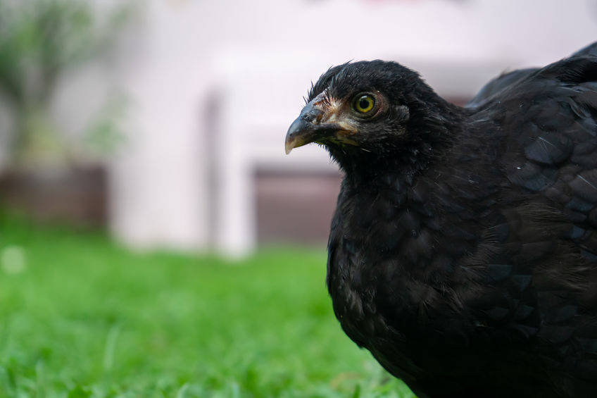 wyandotte chicken breeds