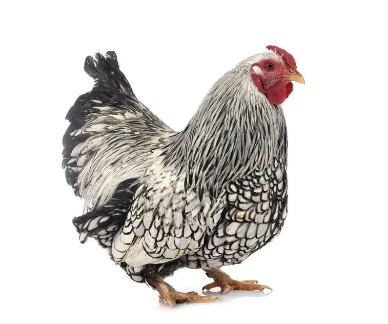 wyandotte chicken silver laced