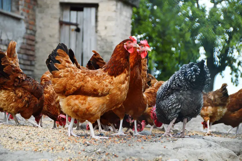 portable chicken coop vs stationary