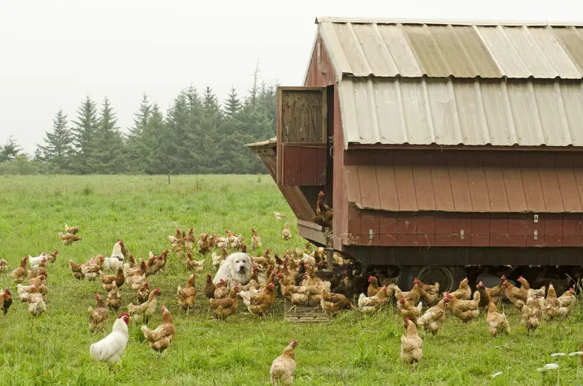 mobile chicken coop vs stationary