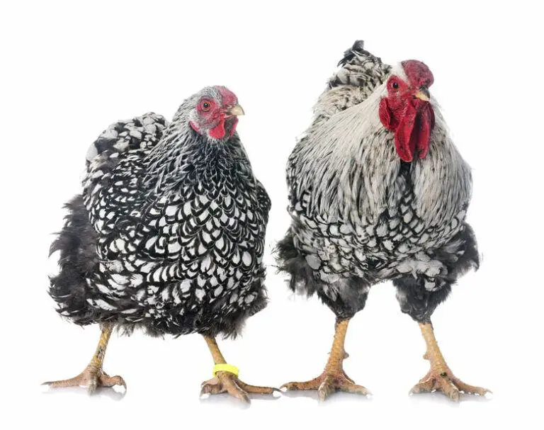 best chicken breed for meat