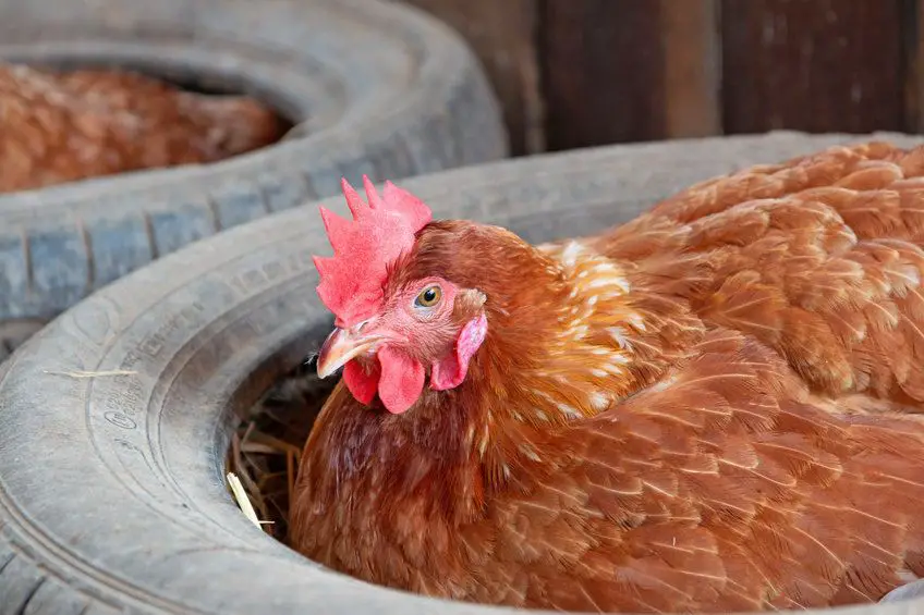 tire for nest