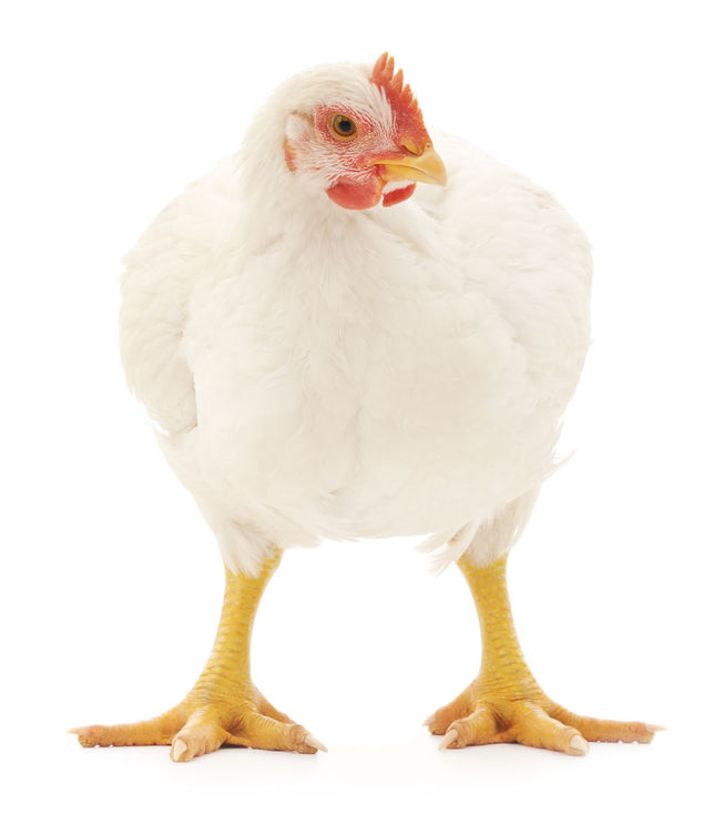 Want To Raise Your Own Meat? Discover The Best Meat Chicken Breeds ...