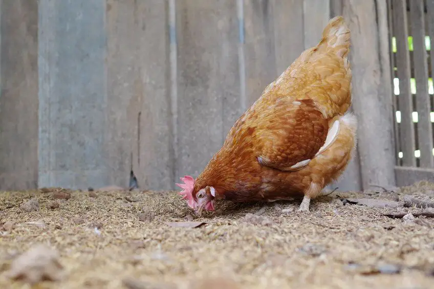 can cleaning a chicken coop make you sick