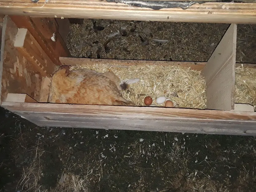 chicken nest box size requirements